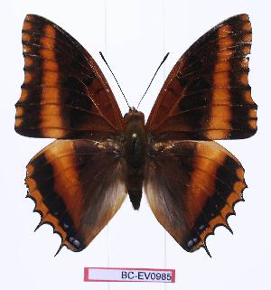  (Charaxes richelmanni ducarmei - BC-EV0985)  @15 [ ] Unspecified (default): All Rights Reserved  Unspecified Unspecified