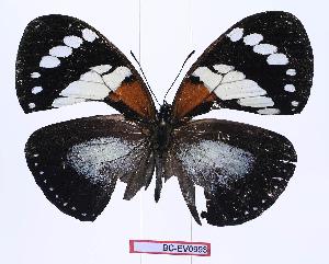  (Euxanthe trajanus vansomereni - BC-EV0993)  @13 [ ] Unspecified (default): All Rights Reserved  Unspecified Unspecified