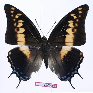  (Charaxes castor castor - BC-EV0997)  @15 [ ] Unspecified (default): All Rights Reserved  Unspecified Unspecified