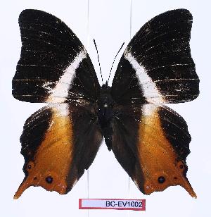  ( - BC-EV1002)  @13 [ ] Unspecified (default): All Rights Reserved  Unspecified Unspecified