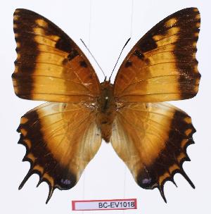  (Charaxes pollux gemius - BC-EV1018)  @13 [ ] Unspecified (default): All Rights Reserved  Unspecified Unspecified