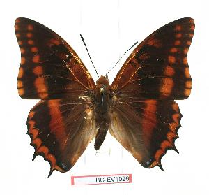  (Charaxes biokoensis - BC-EV1026)  @14 [ ] Unspecified (default): All Rights Reserved  Unspecified Unspecified