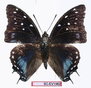  (Charaxes etesipe pemba - BC-EV1062)  @13 [ ] Unspecified (default): All Rights Reserved  Unspecified Unspecified