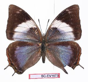  ( - BC-EV1073)  @14 [ ] Unspecified (default): All Rights Reserved  Unspecified Unspecified