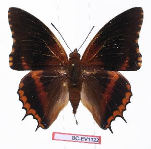  (Charaxes eudoxus - BC-EV1122)  @15 [ ] Unspecified (default): All Rights Reserved  Unspecified Unspecified