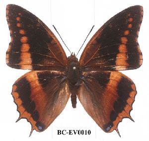  (Charaxes eudoxus lequexi - BC-EV0010)  @14 [ ] Unspecified (default): All Rights Reserved  Unspecified Unspecified