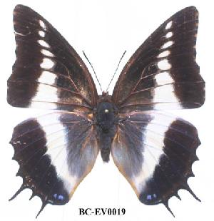  (Charaxes brutus alcyone - BC-EV0019)  @13 [ ] Unspecified (default): All Rights Reserved  Unspecified Unspecified