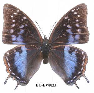  (Charaxes nyungwensis - BC-EV0023)  @14 [ ] Unspecified (default): All Rights Reserved  Unspecified Unspecified
