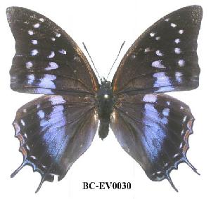  (Charaxes bouyeri - BC-EV0030)  @14 [ ] Unspecified (default): All Rights Reserved  Unspecified Unspecified