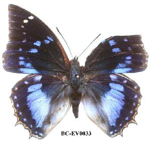  (Charaxes xiphares burgessi - BC-EV0033)  @13 [ ] Unspecified (default): All Rights Reserved  Unspecified Unspecified