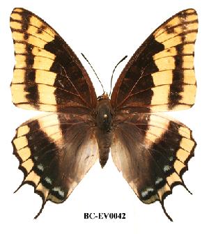  (Charaxes legeri - BC-EV0042)  @13 [ ] Unspecified (default): All Rights Reserved  Unspecified Unspecified