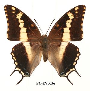  (Charaxes hansali - BC-EV0056)  @13 [ ] Unspecified (default): All Rights Reserved  Unspecified Unspecified