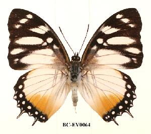 (Charaxes lydiae - BC-EV0064)  @14 [ ] Unspecified (default): All Rights Reserved  Unspecified Unspecified