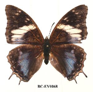  (Charaxes etheocles con02 - BC-EV0068)  @14 [ ] Unspecified (default): All Rights Reserved  Unspecified Unspecified