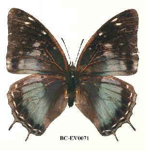  (Charaxes cedreatis cuvet01 - BC-EV0071)  @14 [ ] Unspecified (default): All Rights Reserved  Unspecified Unspecified