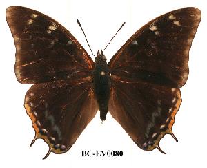  (Charaxes fionae02 - BC-EV0080)  @14 [ ] Unspecified (default): All Rights Reserved  Unspecified Unspecified