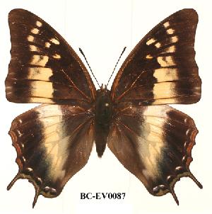  (Charaxes sidamo - BC-EV0087)  @14 [ ] Unspecified (default): All Rights Reserved  Unspecified Unspecified