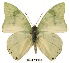  (Charaxes subornatus - BC-EV0148)  @14 [ ] Unspecified (default): All Rights Reserved  Unspecified Unspecified