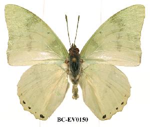  (Charaxes subornatus - BC-EV0150)  @14 [ ] Unspecified (default): All Rights Reserved  Unspecified Unspecified