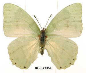 (Charaxes minor - BC-EV0152)  @14 [ ] Unspecified (default): All Rights Reserved  Unspecified Unspecified