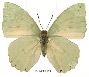  (Charaxes minor - BC-EV0155)  @14 [ ] Unspecified (default): All Rights Reserved  Unspecified Unspecified