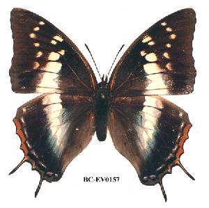  (Charaxes mccleeryi - BC-EV0157)  @14 [ ] Unspecified (default): All Rights Reserved  Unspecified Unspecified