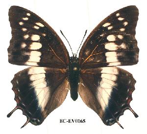  (Charaxes petersi - BC-EV0165)  @14 [ ] Unspecified (default): All Rights Reserved  Unspecified Unspecified