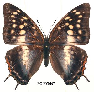  (Charaxes variata - BC-EV0167)  @14 [ ] Unspecified (default): All Rights Reserved  Unspecified Unspecified