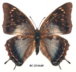  (Charaxes williami - BC-EV0169)  @14 [ ] Unspecified (default): All Rights Reserved  Unspecified Unspecified