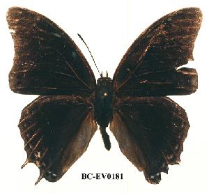 (Charaxes loandae - BC-EV0181)  @13 [ ] Unspecified (default): All Rights Reserved  Unspecified Unspecified