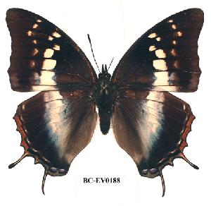  (Charaxes usambarae - BC-EV0188)  @14 [ ] Unspecified (default): All Rights Reserved  Unspecified Unspecified