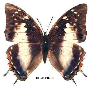  (Charaxes contrarius - BC-EV0200)  @14 [ ] Unspecified (default): All Rights Reserved  Unspecified Unspecified