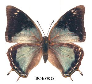  (Charaxes howarthi kat01 - BC-EV0228)  @14 [ ] Unspecified (default): All Rights Reserved  Unspecified Unspecified