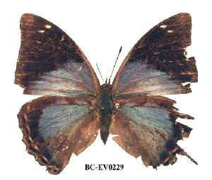  (Charaxes chintechi kat01 - BC-EV0229)  @13 [ ] Unspecified (default): All Rights Reserved  Unspecified Unspecified