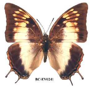  (Charaxes ethalion nyanzae - BC-EV0241)  @14 [ ] Unspecified (default): All Rights Reserved  Unspecified Unspecified