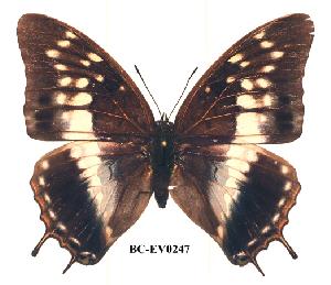  (Charaxes etheocles gui01 - BC-EV0247)  @14 [ ] Unspecified (default): All Rights Reserved  Unspecified Unspecified