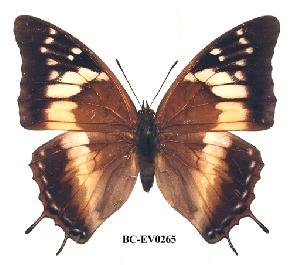  (Charaxes cedreatis gui02 - BC-EV0265)  @14 [ ] Unspecified (default): All Rights Reserved  Unspecified Unspecified