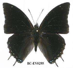  (Charaxes nyikensis - BC-EV0295)  @14 [ ] Unspecified (default): All Rights Reserved  Unspecified Unspecified