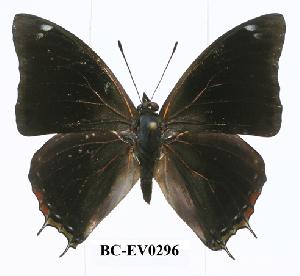 (Charaxes chintechi - BC-EV0296)  @14 [ ] Unspecified (default): All Rights Reserved  Unspecified Unspecified