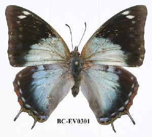  (Charaxes phaeus - BC-EV0301)  @14 [ ] Unspecified (default): All Rights Reserved  Unspecified Unspecified