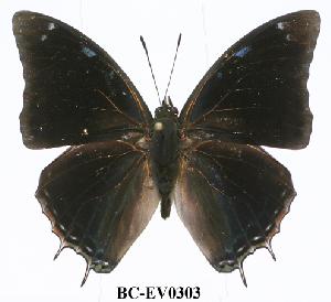  (Charaxes jolyana - BC-EV0303)  @14 [ ] Unspecified (default): All Rights Reserved  Unspecified Unspecified
