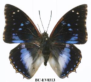  (Charaxes xiphares ludovici - BC-EV0313)  @14 [ ] Unspecified (default): All Rights Reserved  Unspecified Unspecified