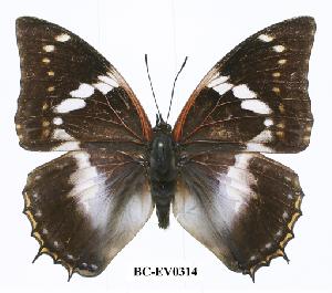  (Charaxes xiphares ludovici - BC-EV0314)  @14 [ ] Unspecified (default): All Rights Reserved  Unspecified Unspecified