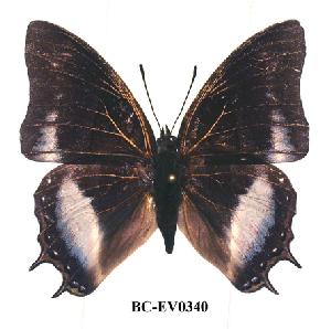  (Charaxes baumanni interposita - BC-EV0340)  @14 [ ] Unspecified (default): All Rights Reserved  Unspecified Unspecified