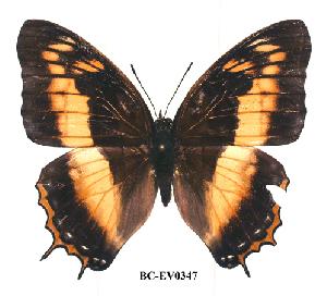  (Charaxes anticlea - BC-EV0347)  @14 [ ] Unspecified (default): All Rights Reserved  Unspecified Unspecified
