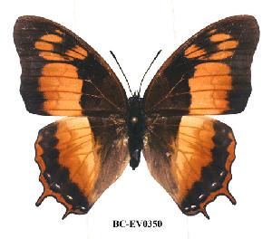 (Charaxes anticlea adusta - BC-EV0350)  @14 [ ] Unspecified (default): All Rights Reserved  Unspecified Unspecified