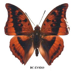  (Charaxes nichetes leopardinus - BC-EV0360)  @15 [ ] Unspecified (default): All Rights Reserved  Unspecified Unspecified