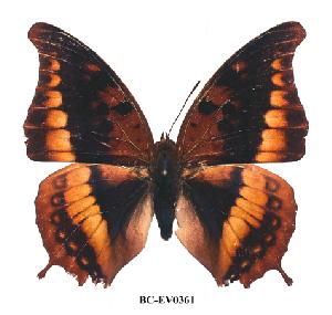  (Charaxes nichetes - BC-EV0361)  @15 [ ] Unspecified (default): All Rights Reserved  Unspecified Unspecified