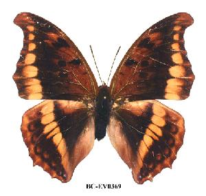  (Charaxes nichetes ssese - BC-EV0369)  @14 [ ] Unspecified (default): All Rights Reserved  Unspecified Unspecified