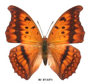  (Charaxes nichetes pantherinus - BC-EV0371)  @14 [ ] Unspecified (default): All Rights Reserved  Unspecified Unspecified